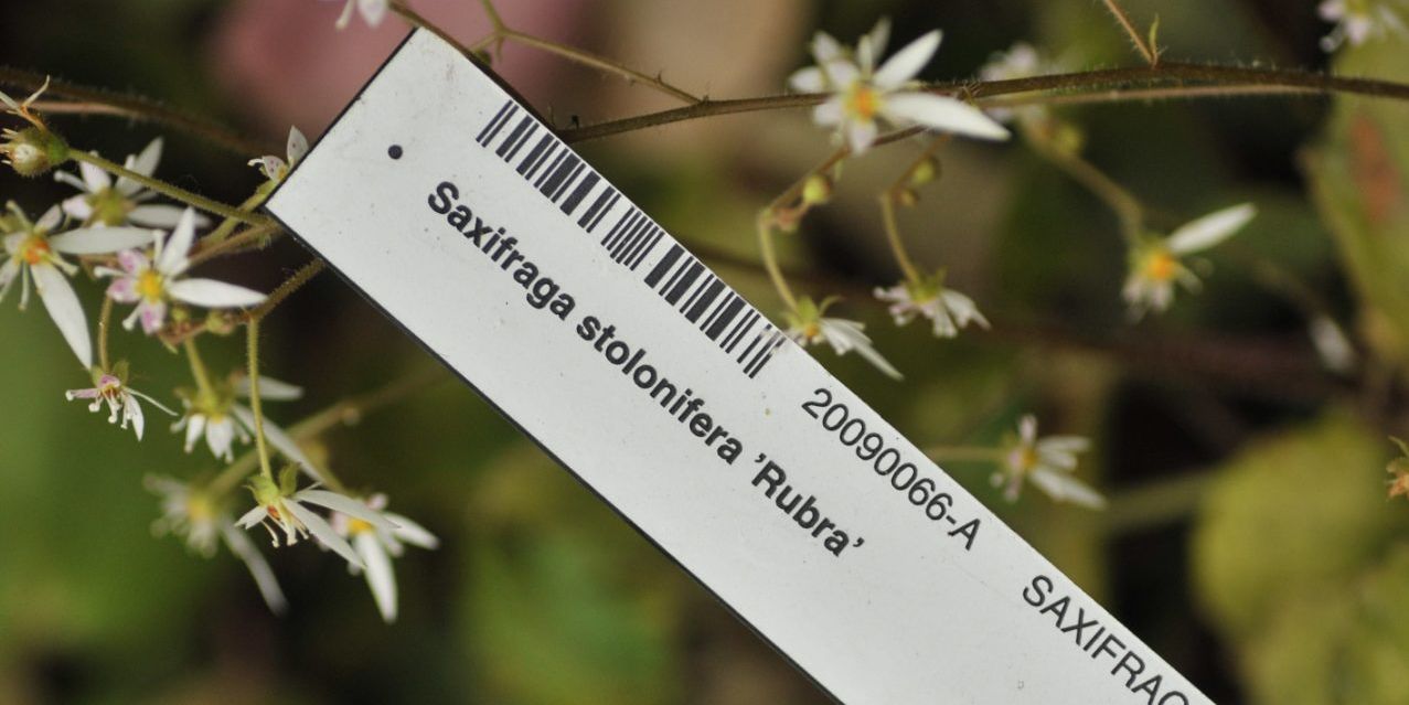 Plantenlabel voor Saxifraga stolonifera 'Rubra' in Arboretum Kalmthout.