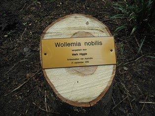 Op een laag omgezaagde bommstam is een goudkleurig naamplaatje bevestigd, met de tekst Wollemia nobilis, aangeplant door Mark Higgie, Ambassadeur van Australië, 21 september 2016. Aandenken aan de boomplanting in Arboretum Kalmthout.