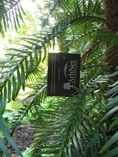Aan een tak van een conifeer hangt een zwart plaatje met witte tekst en logo ArbNet, close-up van Wollemia nobilis boom in Arboretum Kalmthout.
