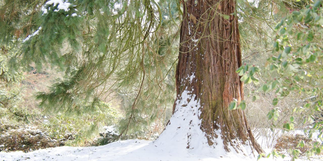 Sequoiadendron giganteum  ondergesneeuwd, aan de voet, winter in Arboretum Kalmthout.
