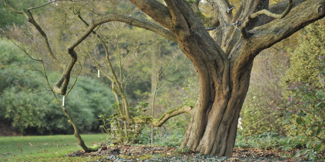 Kale, oude boom met aan de voet paarse cylamen, herfst in Arboretum Kalmthout.