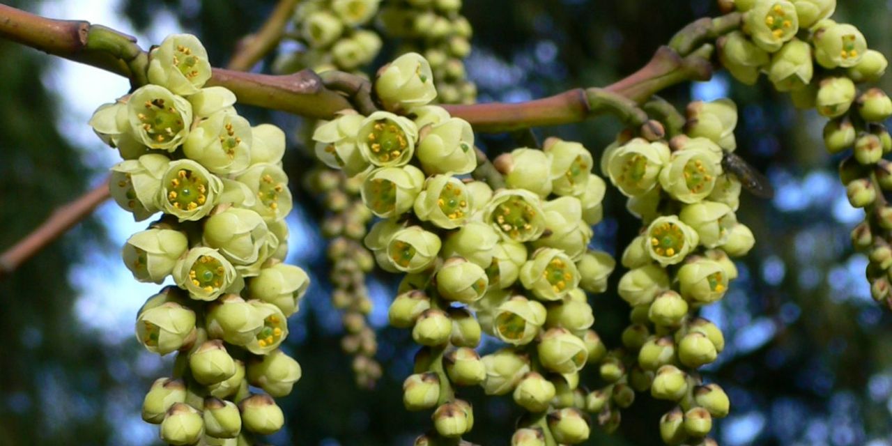 Limoengele bloementrosjes aan kale takken van de Stachyurus praecox var. Matsuzakii in Arboretum Kalmthout.
