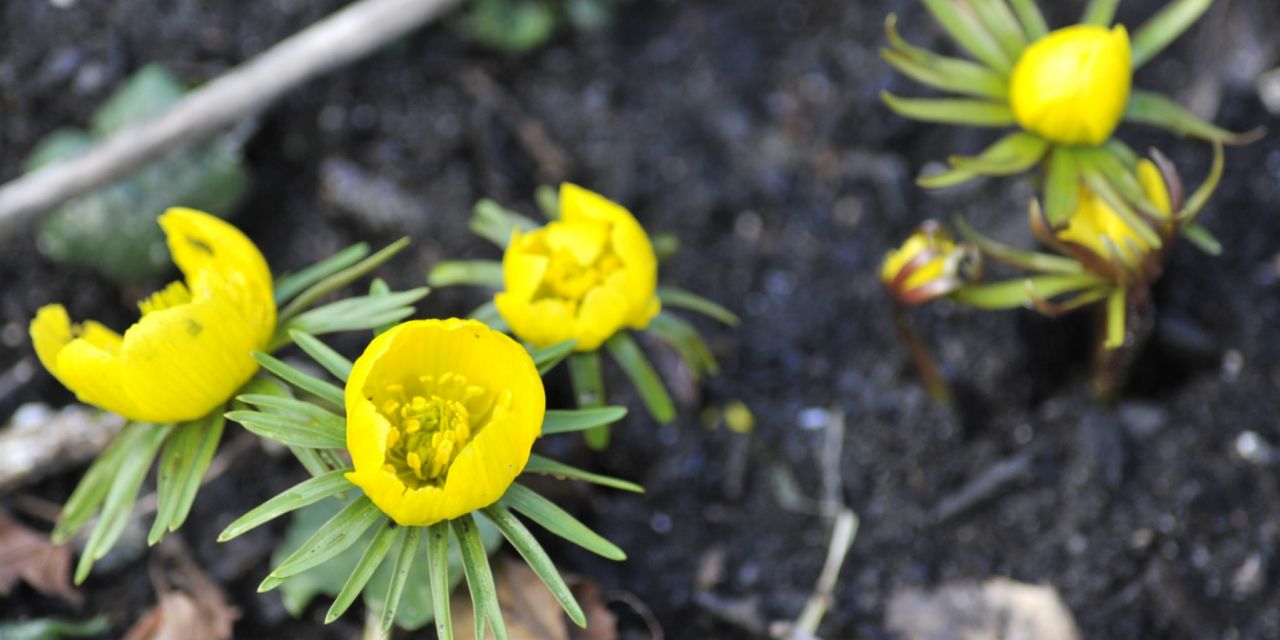Felgele op boterbloempjes lijkende bloemen steken hun kopjes door de aarde, ze hebben groene kraagjes onder de kelk, winter in Arboretum Kalmthout.