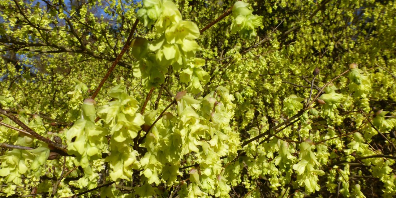 Limoen-groene struik, Corylopsis sinensis var. Calvescens, op een zonnige dag in Arboretum Wespelaar.