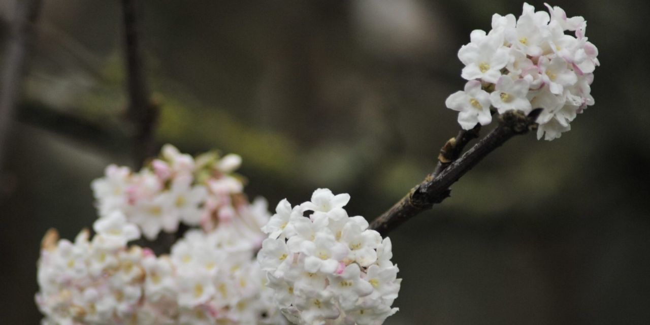 Close-up van bolvormige lichtroze bloementrossen op donkere kale takken, winter in Arboretum Kalmthout.