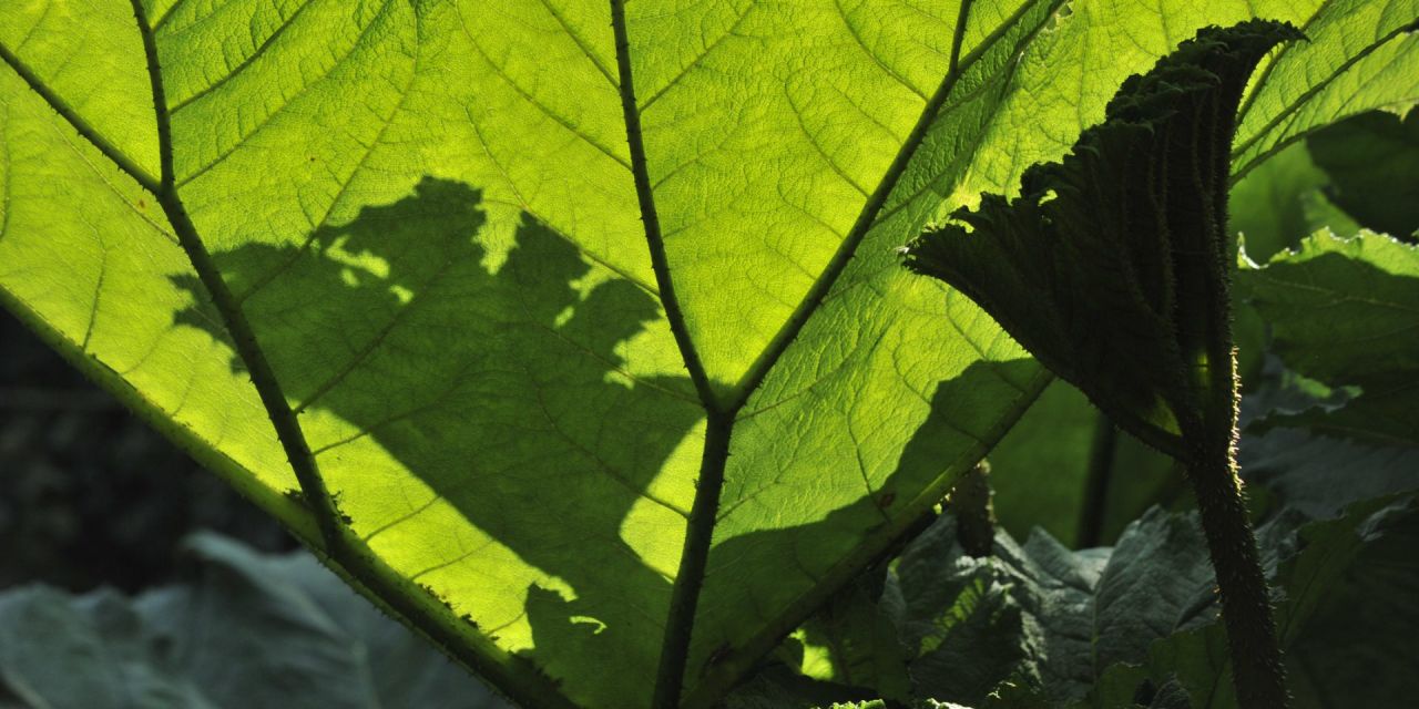De schaduw van een toegevouwen jong blad valt op een door de zon belicht reuzenblad van de Gunnera, in Arboretum Kalmthout.