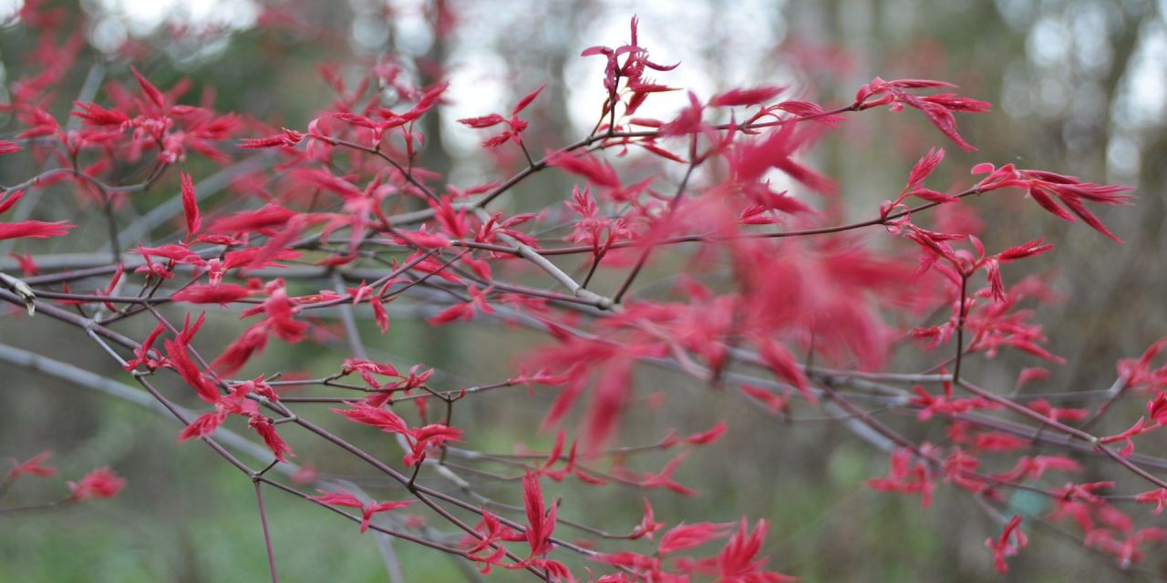 Frambozenroze blaadjes ontluiken aan de kale takken van de Acer palmatum chishio in Arboretum Kalmthout.