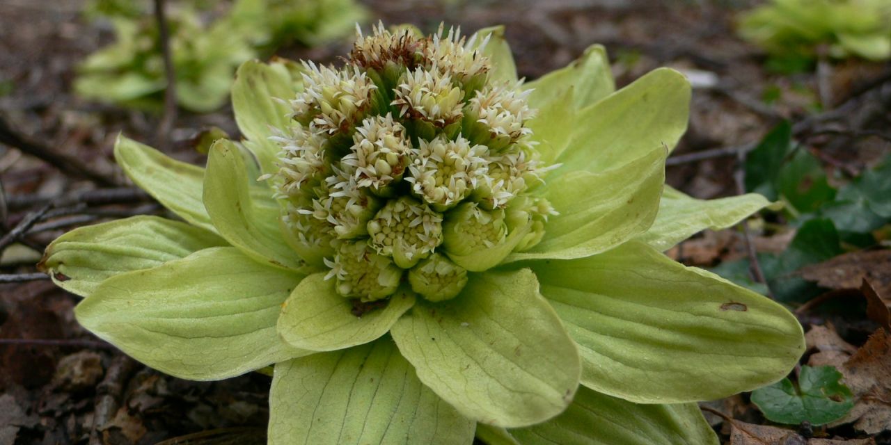 Frisgroene, breedbladige bloembollen van de Petasites japonicus, ontluiken tussen bladcompost in Arboretum Kalmthout.