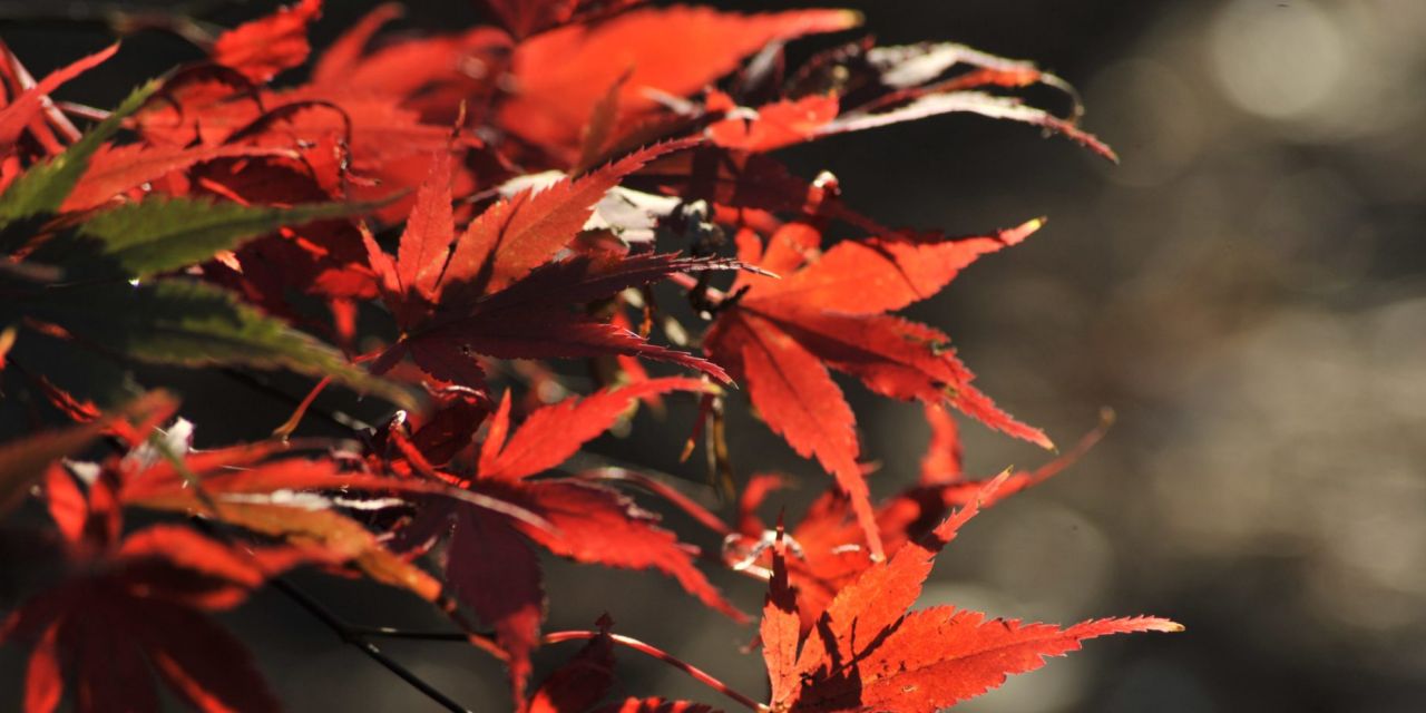Close-up van een felrode acer in de zon tegen een onscherpe achtergrond, herfst in Arboretum Kalmthout.