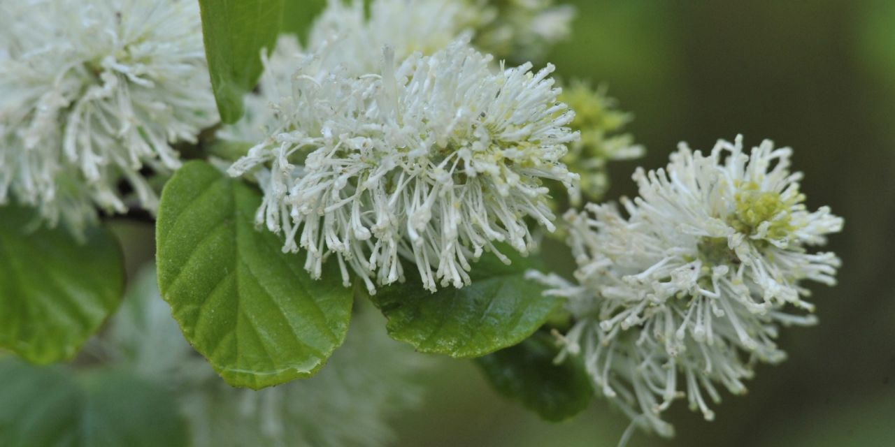 Close-up van de witte pluimvormige bloemen van de Fothergilla gardenii i Arboretum Kalmthout.