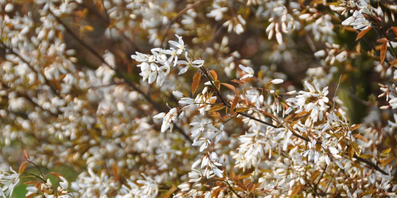 Rijkelijk bloeiende, witte Amelanchier grandiflora Princess Diana in Arboretum Kalmthout.