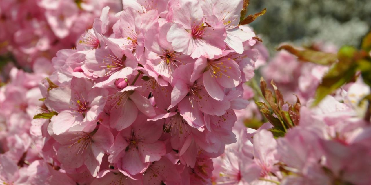 Dikke, roze bloementrossen van de kerselaar Prunus Jacqueline in Arboretum Kalmthout.