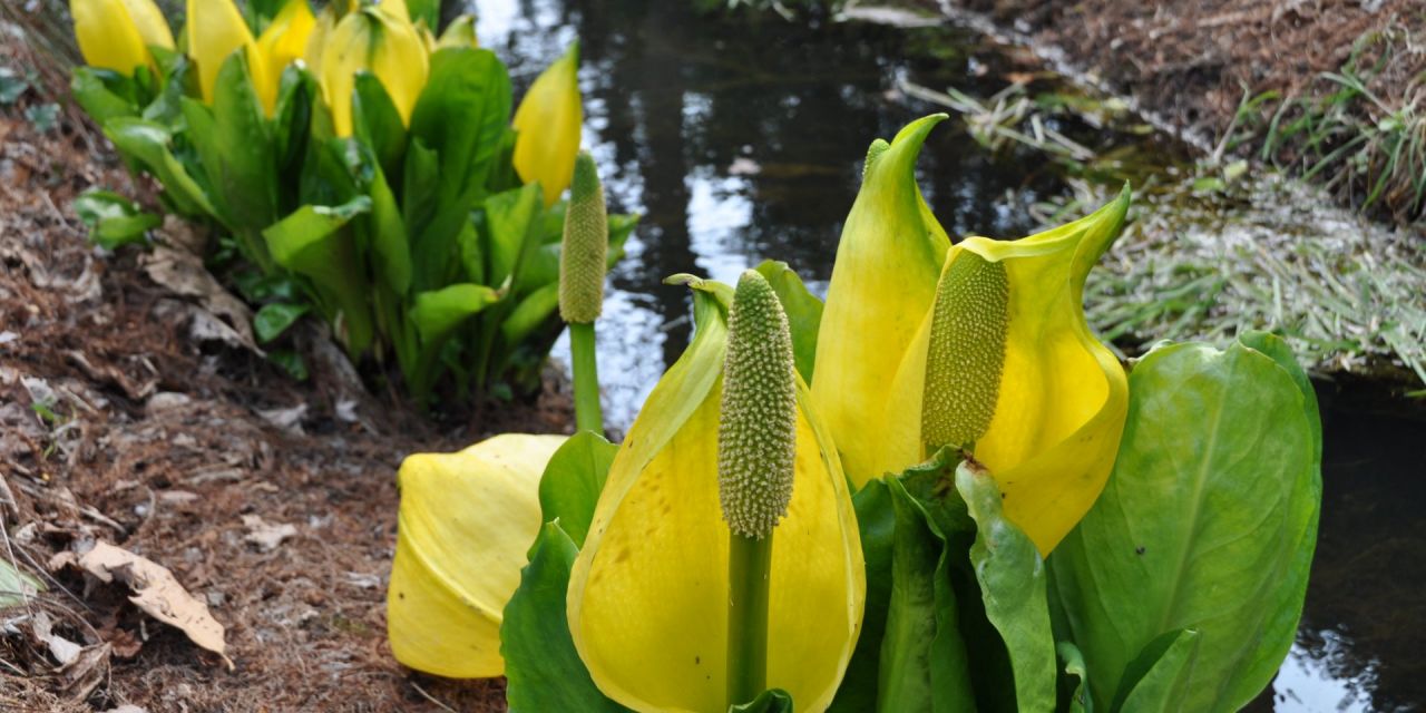 Groene, breedbladige planten met gele kelkbloemen groeien in bosjes aan de waterkant in Arboretum Kalmthout.