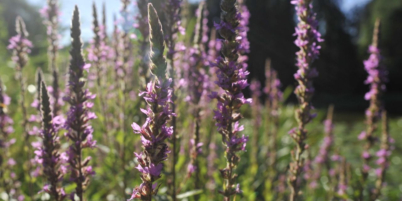 Paarse bloemenpluimen in de zomerse borders van Arboretum Kalmthout, het zonlicht reflecteert in de bloemen.