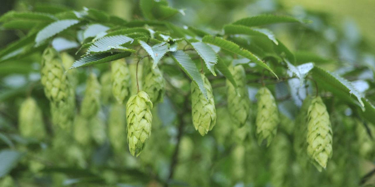 Close-up van een tak met afhangende limoengroene zaadtrosjes, in Arboretum Kalmthout.