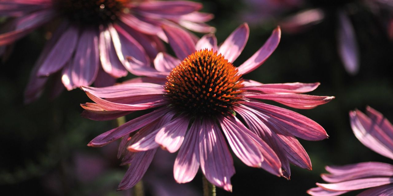 Close-up van enkele paarsroze echinaceabloemen met oranje bolvormig hart, in Arboretum Kalmthout.