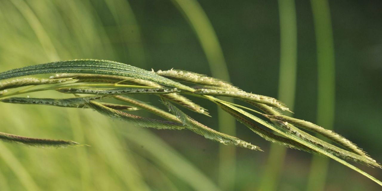 Close-up van een fijne, harige grashalm tegen een onscherpe, groene achtergrond in Arboretum Kalmthout.