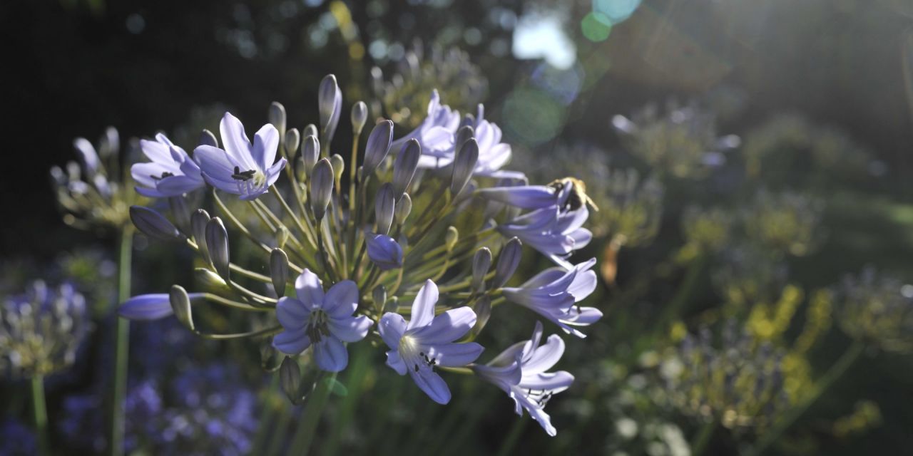 Close-up van een paarse Kaapse lelie, bloemenschermen op lange stengels reflecteren in het tegenlicht, in Arboretum Kalmthout.