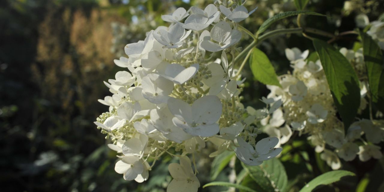 Close-up van een witte pluimhortensia op een zonnige dag in Arboretum Kalmthout, afhangende bloemenpluim, volledig in bloei.
