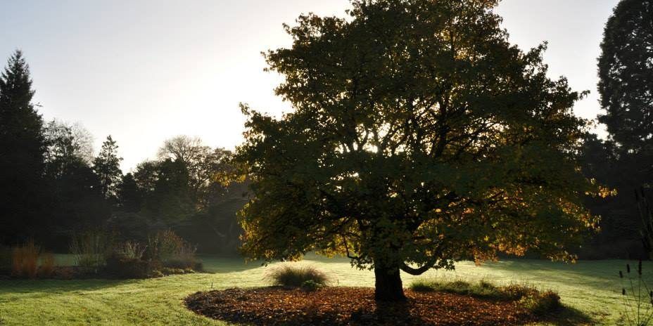 Winterochtend in Arboretum Kalmthout, zicht op enkele boom in tegenlicht op het grasveld.