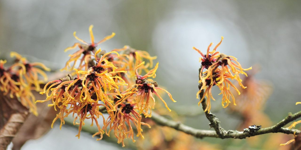 Bloeiende toverhazelaar in Arboretum Kalmthout. Hamamelis x intermedia 'Sister Jelena', oranje bloemen op kale tak, close-up, onscherpe achtergrond.