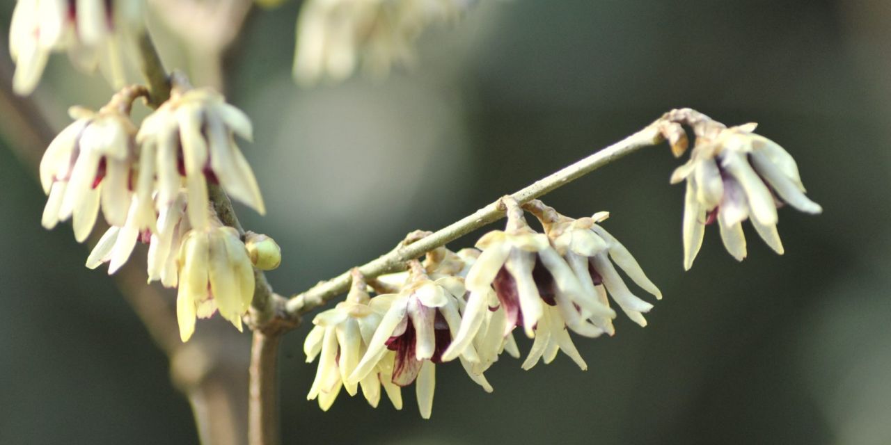 Close-up van witte bloemenrokjes met bordeaux hart aan kale takken, zonnige winterdag in Arboretum Kalmthout.