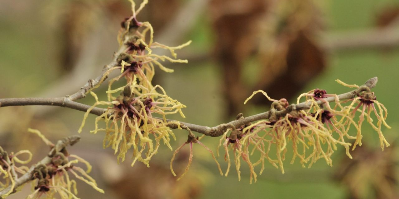 Bloeiende toverhazelaar in Arboretum Kalmthout. Hamamelis 'Spanish Spider', crèmewitte bloemensliertjes aan kale takken, close-up, onscherpe achtergrond.