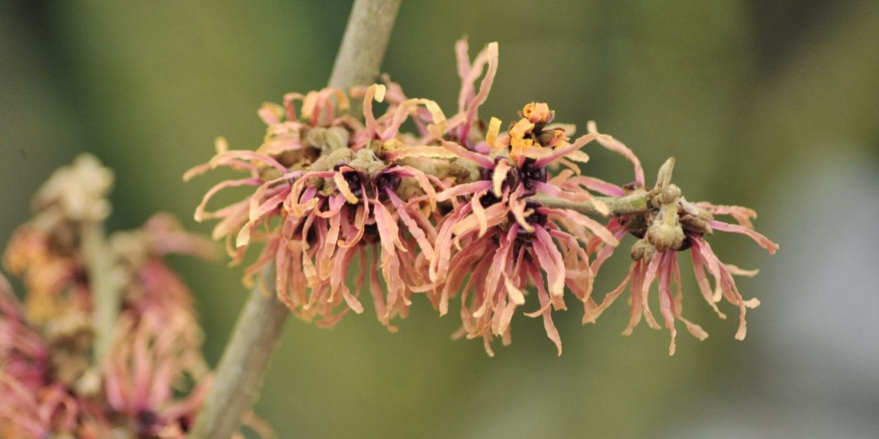 Bloeiende toverhazelaar in Arboretum Kalmthout. Hamamelis x intermedia 'Georges', perzik-roze trosjes bloemen aan een kale tak, close-up, onscherpe achtergrond.