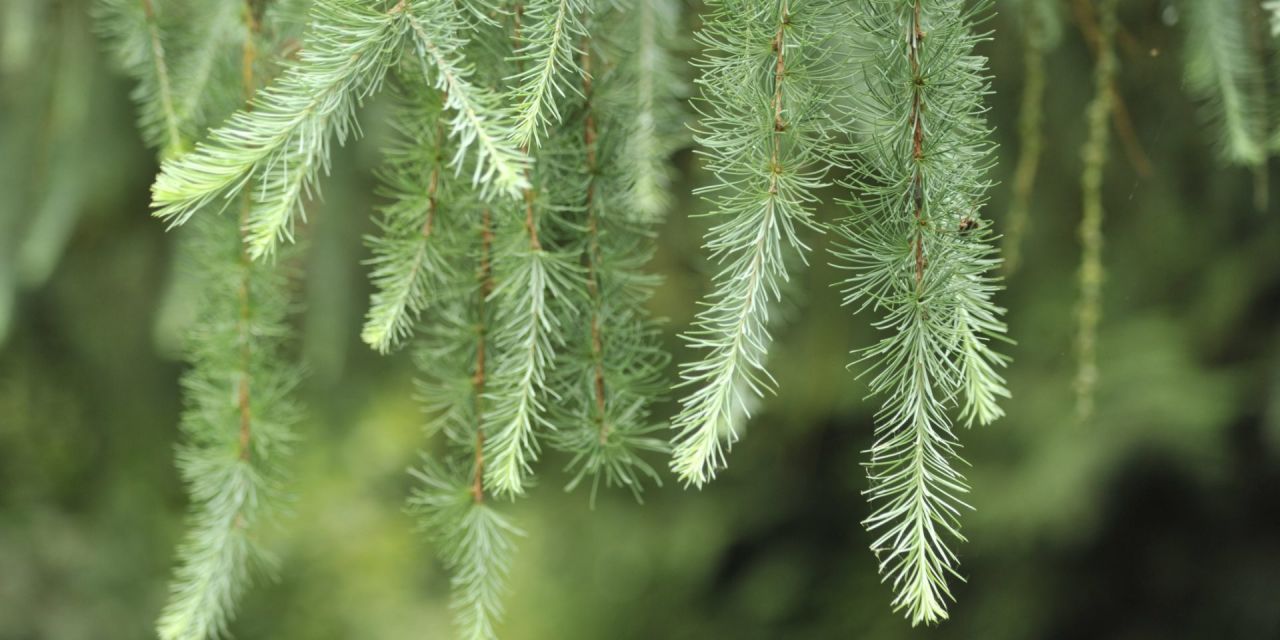 Olijfgroene takken van de Larix decidua Bleu des Barres in Arboretum Kalmthout, fijne afhangende naalden.