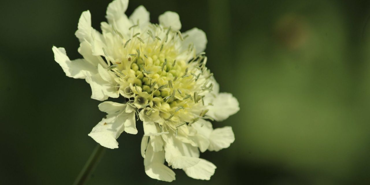 Close-up van een witte bloem van de Knautia scabiosa tegen een groene, onscherpe achtergrond in Arboretum Kalmthout.