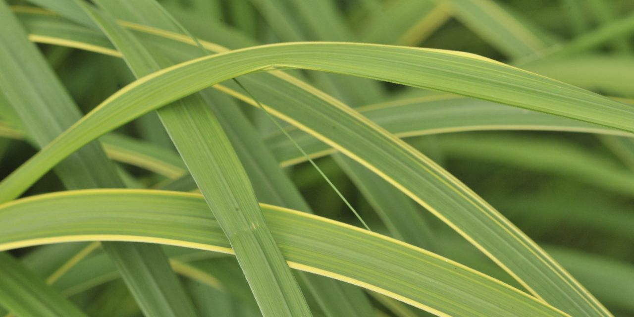 Close-up van frisgroene grassprieten met gele buitenrand die kriskras over elkaar liggen, in Arboretum Kalmthout.