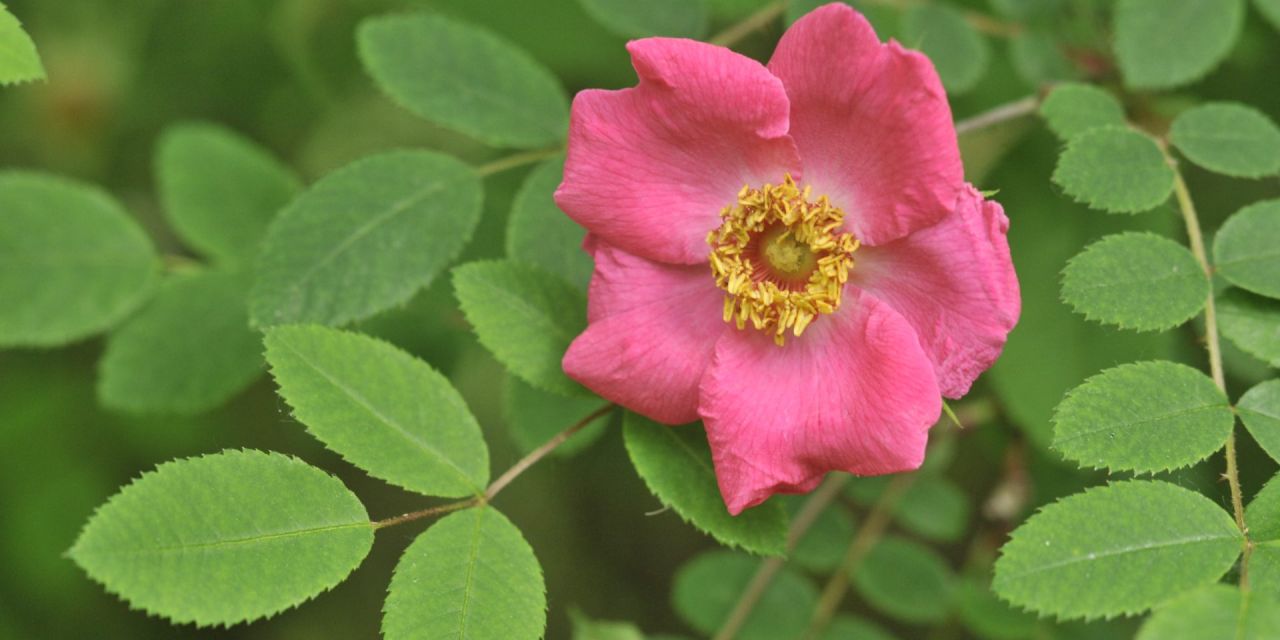 Close-up van een felroze, enkelbladige roos met geel hartje tussen kleine getande blaadjes, in Arboretum Kalmthout.