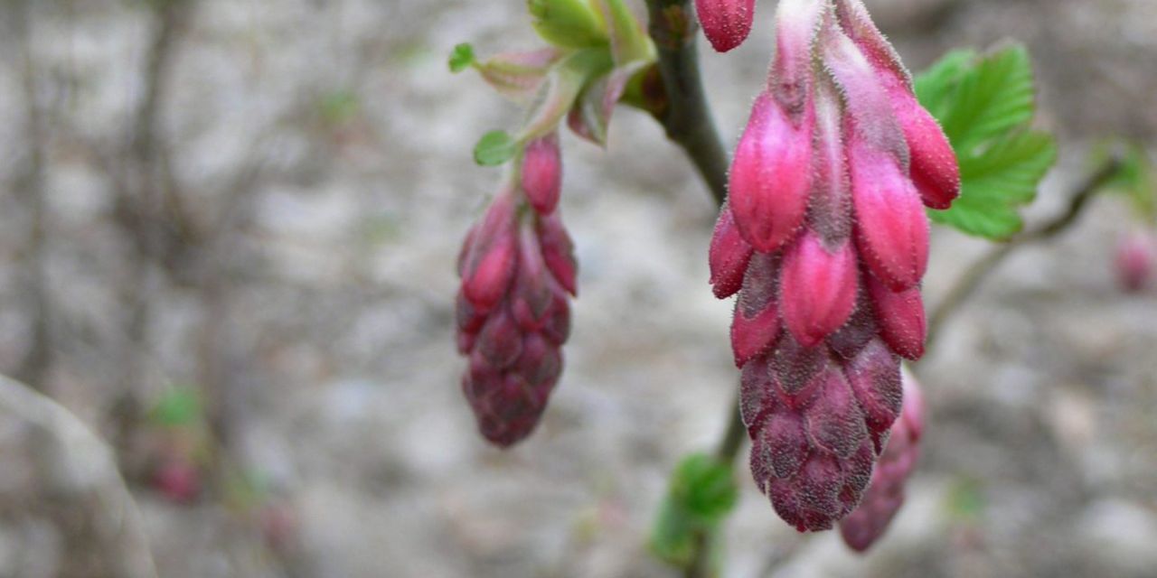 Roze bloementrosjes aan kale takken van de Ribes sanguineum King Edward, winter in Arboretum Kalmthout.