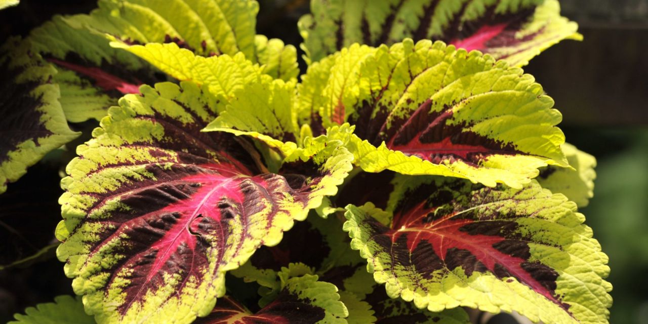 Felgekleurde bladeren van de siernetel, limoengele gekartelde randen met felroze en auberginekleurig binnenblad, in Arboretum Kalmthout.