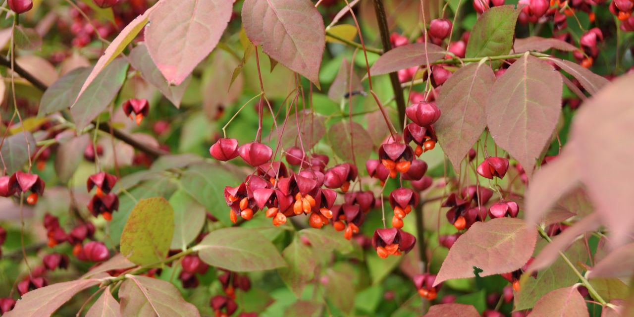 Struik in herfstkleuren met tientallen, afhangende  donkerroze  zaadzakjes die als een parachute openen en feloranje zaden  tonen, Euonymus planipes in Arboretum Kalmthout.