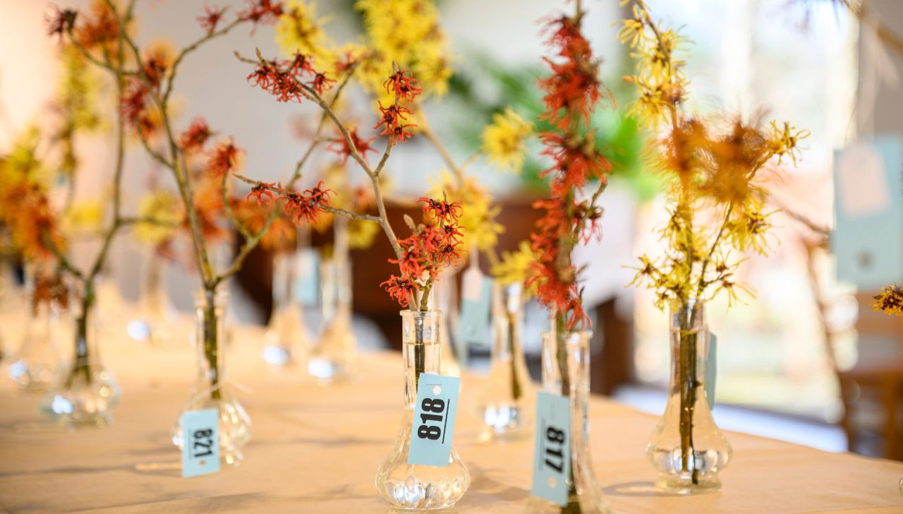 Miss Hamamelis verkiezingen in Arboretum Kalmthout. Een jury staat binnen in de galerie rond een tafel met glazen vaasjes, waarin verschillende soorten gelabelde Hamamelis takken gepresenteerd zijn. Sommige takken hebben oranje bloemen, andere felgele.