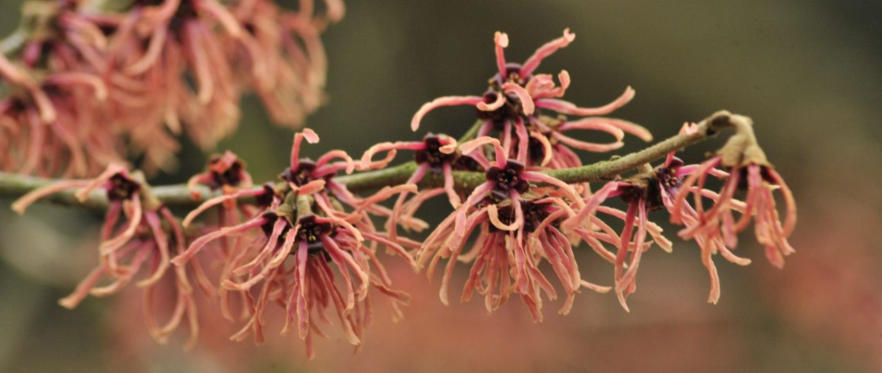 Close-up van een bloeiende toverhazelaar, Hamamelis x intermedia 'Ruby Glow' in Arboretum Kalmthout. De zalmkleurige bloemen hangen in sliertjes gebundeld aan kale takken. Het hartje van de bloemen heeft een aubergine-roze tint.