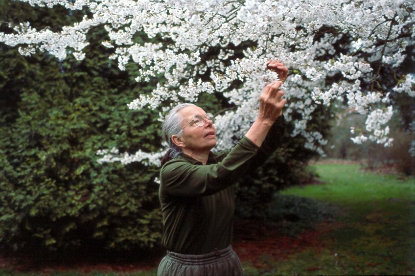 Jelena De Belder in 1992 bij een bloeiende kerselaar in Arboretum Kalmthout. Oudere dame met grijs haar en bril reikt naar een takje.