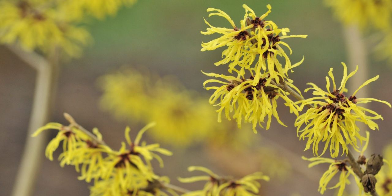 Bloeiende toverhazelaar in Arboretum Kalmthout. Hamamelis x intermedia 'Amanon', trosjes citrusgele bloemensliertjes op kale takken, close-up, onscherpe achtergrond.
