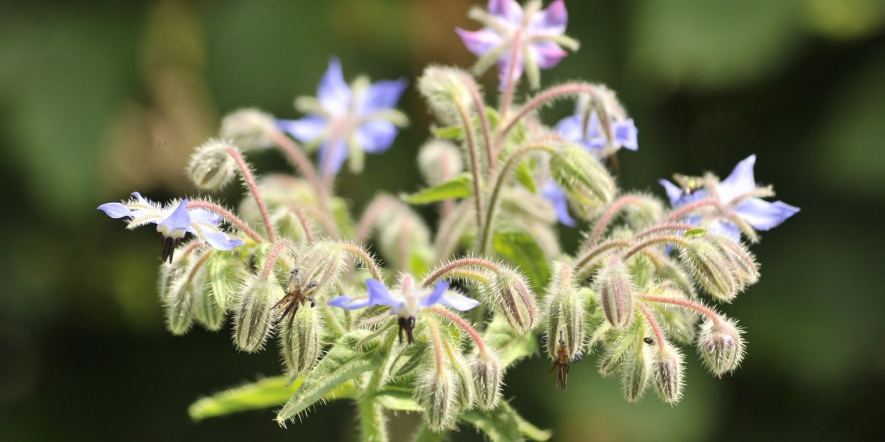 Close-up van een fluweelachtig bloemenscherm met paarse, afhangende bloemknopjes en bloemen in Arboretum Kalmthout.