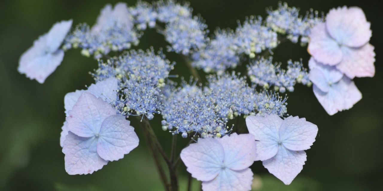 Close-up van een lichtpaars-blauwe Hydrangea, bloemenscherm met gekartelde randen, in Arboretum Kalmthout.