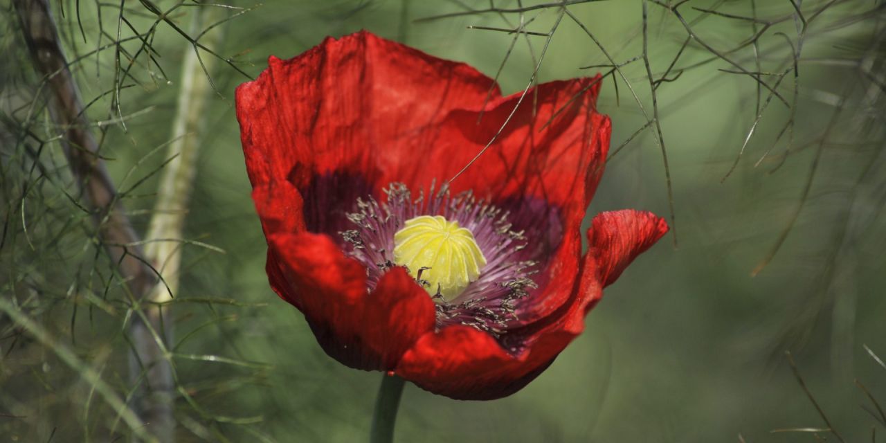 Close-up van een felrode oosterse papaver, paarse accenten nabij het gele hart, tegen een olijfgroene, onscherpe achtergrond in Arboretum Kalmthout.