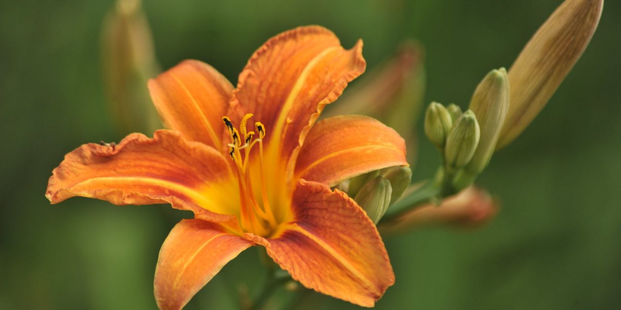 Close-up van een roest-oranje lelie met geel hart, in Arboretum Kalmthout.