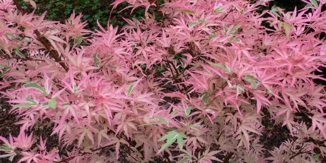 Acer met felroze, diep ingesneden bladeren in Arboretum Kalmthout.