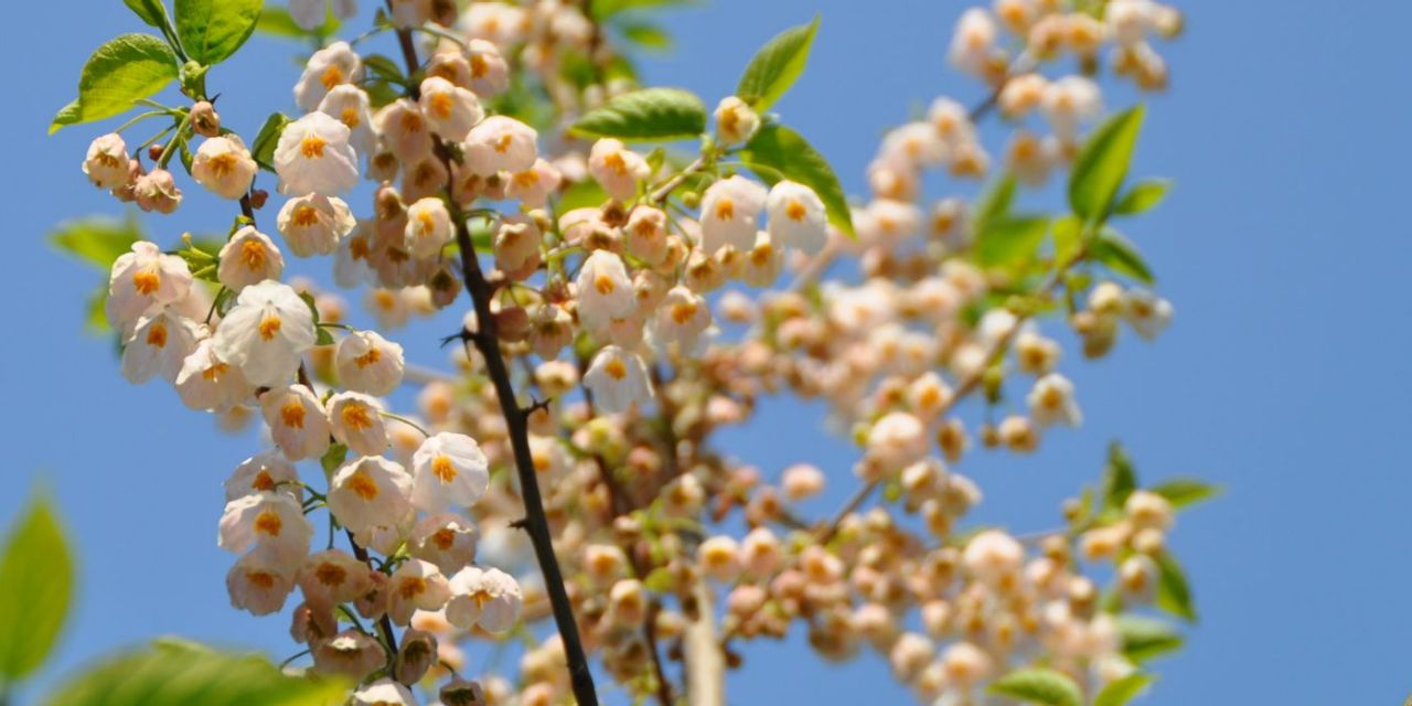 Sneeuwklokjesboom, Halesia monticola, witte bloempjes met geel hart, zonnige dag met blauwe lucht in Arboretum Kalmthout.
