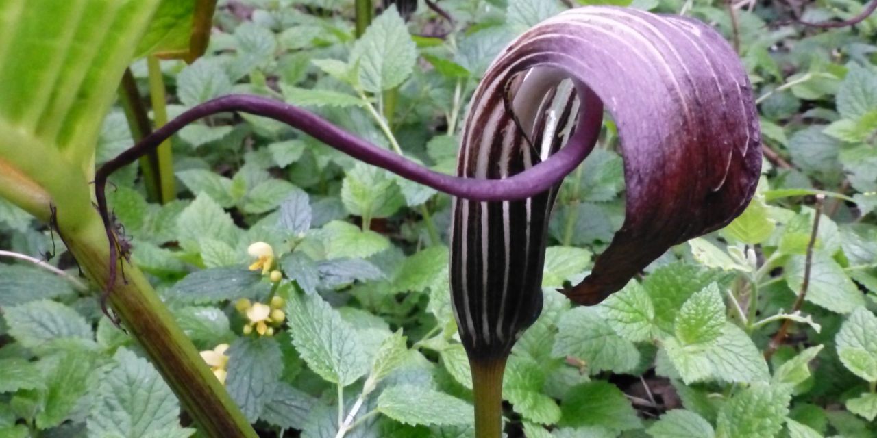 Auberginekleurige Arisaema elephas, tongvormig op lange stengels, tussen grondbedekkers in Arboretum Kalmthout.