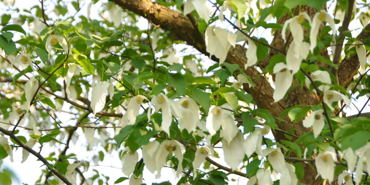 Witte bladeren hangen als zakdoekjes tussen de groene kruin van de bloeiende zakdoekjesboom, Davidia involucrata var. vilmoriniana,  in Arboretum Kalmthout.
