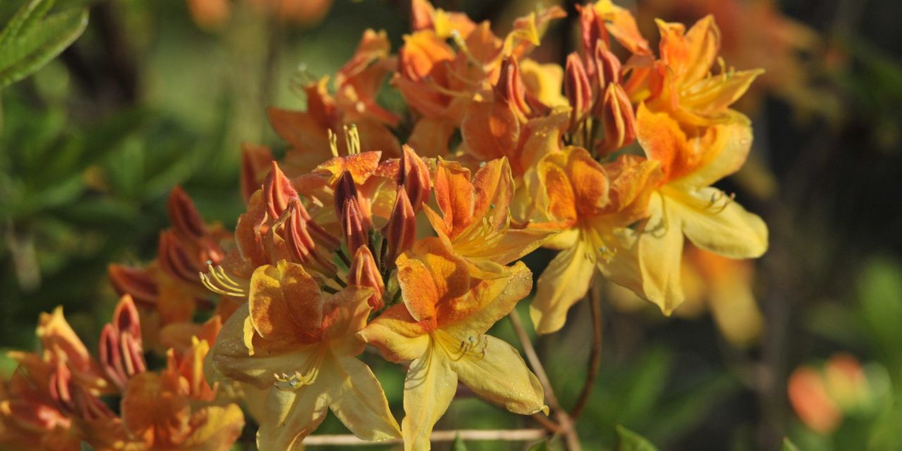 Rododendron met stervormige bloemen, bovenkant oranje, onderkant gele bloemblaadjes, in Arboretum Kalmthout.