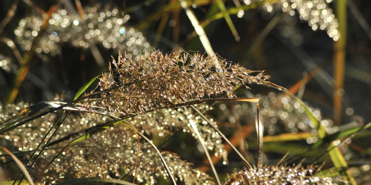 Regendruppels glinsteren in het zonlicht aan lange grashalmen, in Arboretum Kalmthout.