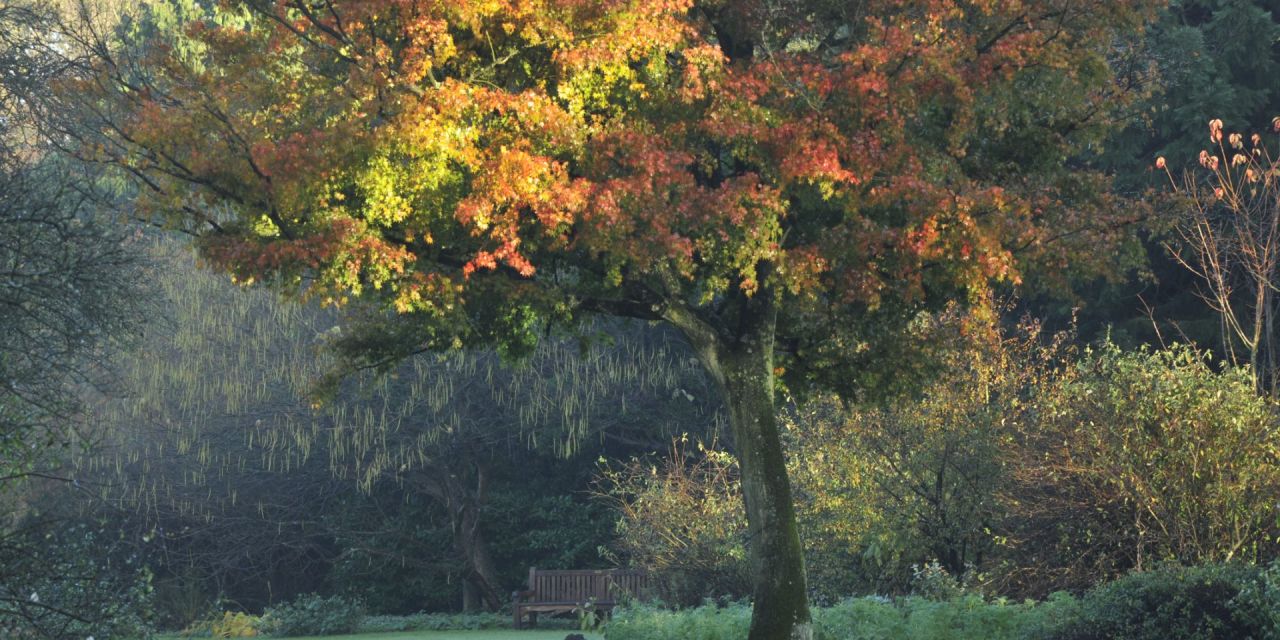 Nevelige herfstochtend, de zon belicht een boom met oranje-rode bladeren in het grasveld.